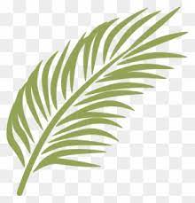 palm leaf clipart transpa png