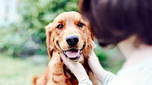 Clicker training pour chien : une méthode d'éducation positive