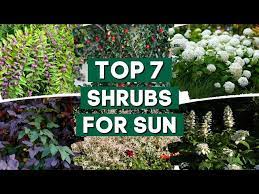 7 best shrubs for full sun low