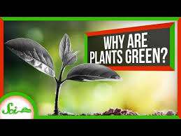 why are plants green and not black