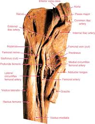 It can help you understand our world more detailed and specific. Psoas Major Muscle An Overview Sciencedirect Topics