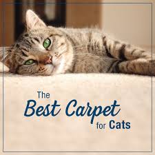 best carpet for cats empire today