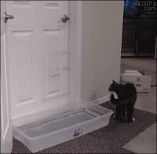 Cat Door Gifs Get The Best Gif On Giphy