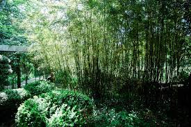 Bamboo The Japanese Garden