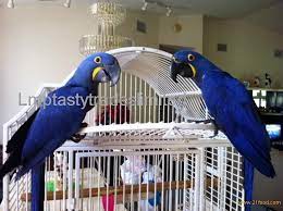 hyacinth macaws parrots and eggs for