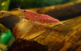 Cherry Shrimp Care Size Lifespan Tankmates Feeding
