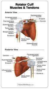 The shoulder muscles and shoulder tendons involved with shoulder mobility include the four rotator cuff muscle and tendon pairs: Anatomy Of The Rotator Cuff