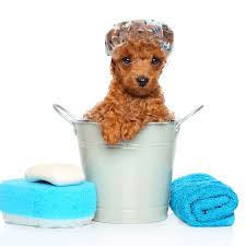 All you need to do is enter your current location as well as the name of the business or service that you're looking for. Self Serve Self Washing Dog Wash Station In Cranberry Twp At Healthy Pet Products