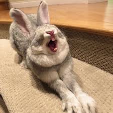 Image result for picture of yawning rabbit