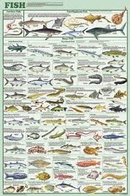 24x36 Laminated Fish Species Educational Chart Poster