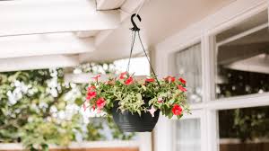 Riesenauswahl an produkten für zuhause. 10 Best Flowers For Hanging Baskets