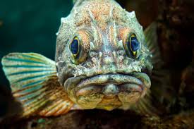 10 of the ugliest fish in the ocean