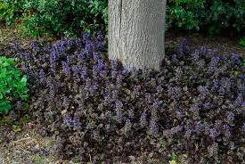 perennial ground covers for shade
