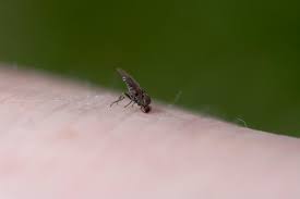 10 tips to get rid of gnats inside the
