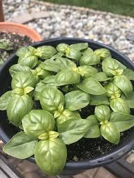 my basil plant yellow dining and cooking