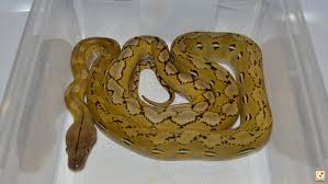 Super Dwarf Reticulated Python Care And Information