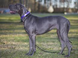 The hawkeye state offers a different kind of atmosphere from the forest land of the south, or the there is a moderate percentage of pet owners in iowa, so there are plenty of places for dogs and their owners to travel within the state. Great Dane Puppies Near Me Petfinder