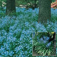 Send spring flowers, plants or gift baskets from ftd.com. English Bluebells Brecksbulbs Ca