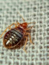 bed bugs insect facts cimex