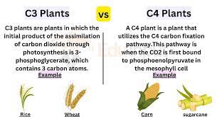 difference between c3 and c4 plants