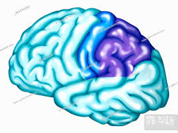 parietal lobe somatosensory cortex