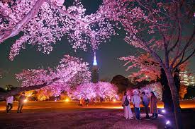 Naked Sakura Night Garden at Shinjuku Gyoen | Things to do in Tokyo