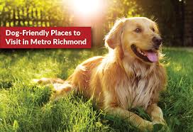 dog friendly places to visit in metro