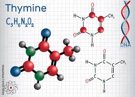 thymine thy pyrimidine nucleobase
