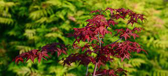 common potted acer tree problems how