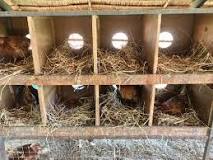 how-many-nesting-boxes-do-i-need-for-10-chickens