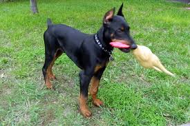 Doberman pinscher puppies for sale in shidler, oklahoma united states. We Offer Oklahoma American European Akc Registered Doberman Puppies And Also Stud Services With Registered Dna