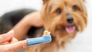homemade dog toothpaste easy