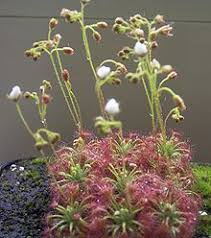 Foto album drosera pulchella x nitidula uporabnika izolan. Sonnentau Wikipedia