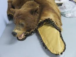 bear skin rug b 141r mounts