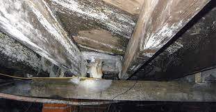 White Mold In Your Crawl Space