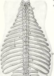 Rib cage pain may be sharp, dull, or achy and felt at or below the chest or above the navel on either side. The Rib Cage