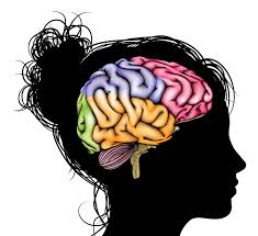 Image result for women brain