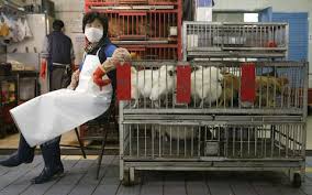 A woman who was so determined to travel with a duck she was carrying slaughtered it in front of members of the public at a train station in china in the woman explained she was not allowed to take livestock on the train so she had to kill it before boarding. Coronavirus Fears Rise Of Chinese Cover Up As 56 Million In Lockdown And Hospitals Overwhelmed