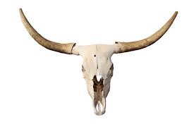 Royalty Free Cow Skull Images