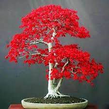10 seeds anese red maple tree bonsai