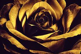 golden rose images browse 3 985