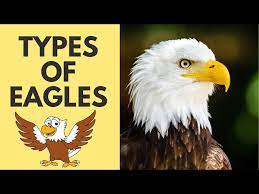 of eagles for kids eagle species