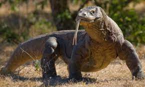 O dragão de komodo é o maior lagarto do mundo, chega a medir 3 metros de comprimento e pesar incrível vídeo de um réptil da ilha komodo, (acho que é ilha), onde um dragão de komodo engole. Dragao De Komodo 10 Fatos Interessantes Sobre O Maior Lagarto Do Mundo Greenme Brasil
