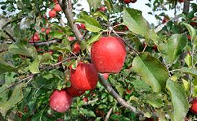 Stages Of Apple Tree Growth What To Expect After Planting