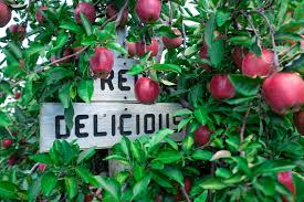 Apple Varieties Grown In Washington State