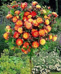 Полиантовые розы: описание сортов, выращивание цветка из семян, правильный  уход | HelperLife.ru | Дзен