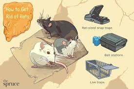 the best ways to get rid of rats