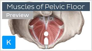 Almost all muscles cross at least one joint (moveable connection between two bones) and cause an action across that joint. Muscles Of The Pelvic Floor Preview Human Anatomy Kenhub Youtube