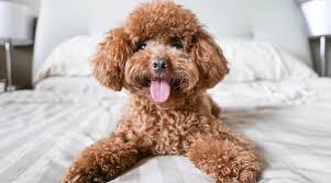 poodle breed info rament sizes