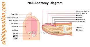 nail anatomy parts names